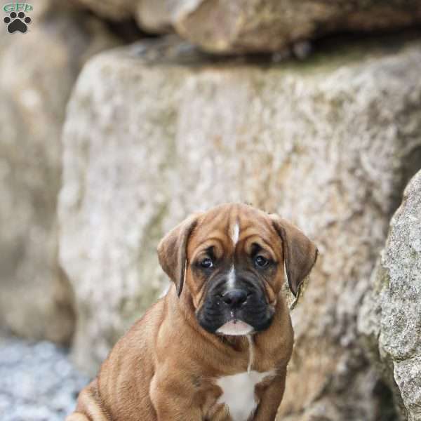Bryce, Boxador Puppy